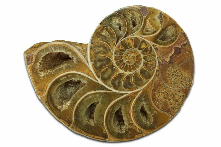 Jurassic Cut & Polished Ammonite Fossil (Half) - Madagascar #289350